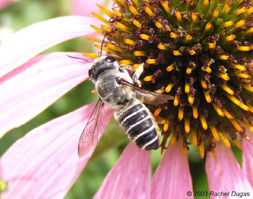 bees at work